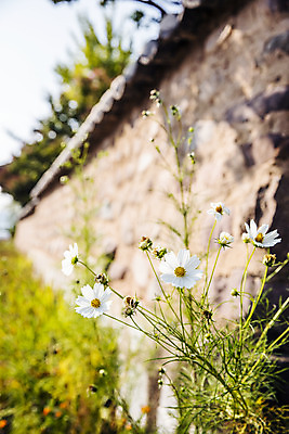 포토 JPG 주간 여행 한옥 돌담 풍경 사람없음 야외 관광지 경상북도 코스모스 국내여행 고택 국내포토 영양군 자연요소 한국전통 건축물 꽃 고건축 담장 돌_바위 경상도 파일형식