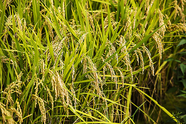 포토 JPG 주간 여행 한국 논 풍경 사람없음 야외 관광지 벼 쌀 경상북도 국내여행 주실마을 국내포토 영양군 자연요소 아시아 농업 곡류 마을 경상도 파일형식 영양_한국