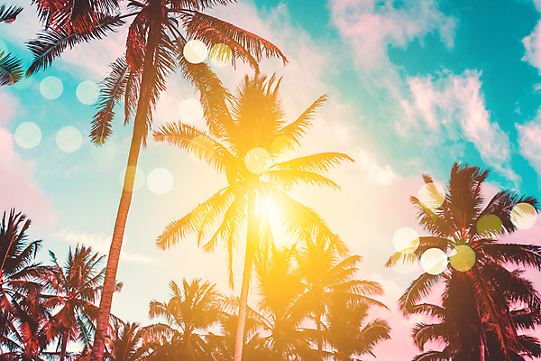 포토 JPG 해외이미지 나무 식물 디자인 계절 실루엣 모래 바다 분홍색 섬 여행 백그라운드 잎 패턴 자연 하늘 휴가 손바닥 풍경 사람없음 야외 빨간색 초록색 물 여름 파란색 빛 태양 노란색 우주 맑음 일몰 봄 수확 흰색 달콤 질감 하와이 코코넛 내추럴 고립 마이애미 해외202008 해외포토 자연요소 손 컬러 무늬 농업 과일 날씨 촬영기법 노을 미국 맛 생태계 파일형식