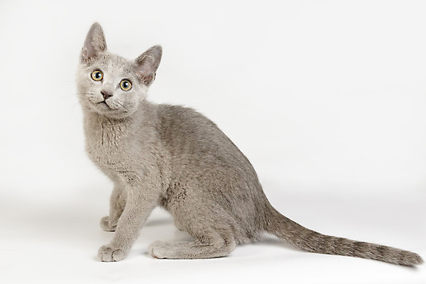 포토 JPG 해외이미지 동물 응시 백그라운드 장난 포유류 털 사람없음 초록색 파란색 반려동물 고양이 회색 흰색 우아함 은색 작음 꼬리 솜털 고립 기르기 단아함 러시아인 해외202008 해외포토 서양인 시선 컬러 컨셉 크기 돌봄 파일형식