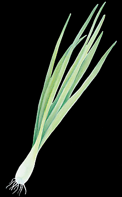 포토 JPG 해외이미지 식물 손 음식 백그라운드 잎 농업 채소 일러스트 재료 자연 양파 수채화 건강 요리 미술 사람없음 그래픽 초록색 주방 정원 검은색 식사 페인트 봄 샐러드 신선 양념 그리기 다발 먹기 허브 향신료 오브젝트 그림 유기농 날것 뿌리 비타민 내추럴 고립 숙성 채식주의자 현실 해외202008 해외포토 웰빙 계절 산업 컬러 모션 문화예술 신체부위 생태계 채식 영양소 향미료 파일형식