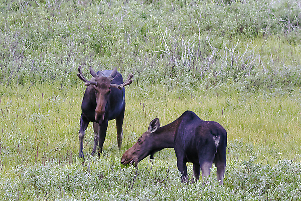 포토 JPG 해외이미지 동물 호수 야생동물 포유류 자연 산 털 종류 사람없음 초록색 물 갈색 어둠 코트 종 흰색 소나무 소 습지 군중 숲 위험 큼 시원함 속눈썹 버드나무 황소 코 귀 무거움 주둥이 콜로라도 벨벳 해외202008 해외포토 자연요소 나무 컬러 컨셉 사람 신체부위 미국 외투 무게 크기 실크 눈썹 생태계 파일형식