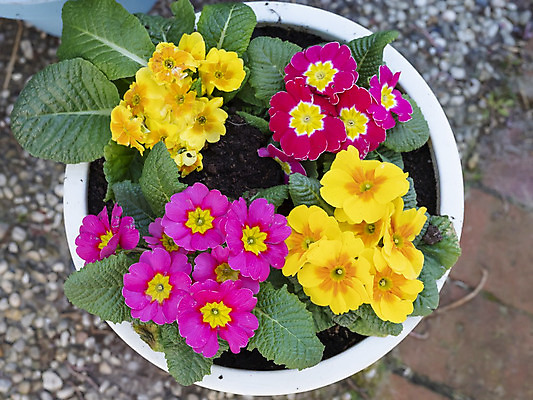 포토 JPG 해외이미지 식물 계절 꽃잎 꽃 화분 분홍색 꽃다발 백그라운드 잎 꽃무늬 자연 휴가 사람없음 야외 장식 빨간색 초록색 컬러풀 노란색 정원 봄 활발 벚꽃 흰색 신선 개화 냄비 원예 영원 프리뮬러 해외202008 해외포토 컬러 컨셉 무늬 취미 솥 생태계 파일형식