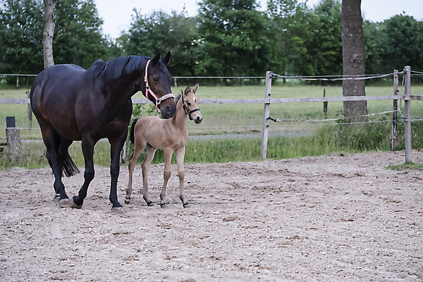 포토 JPG 해외이미지 동물 1 응시 백그라운드 밭 자연 엄마 새로움 초원 사람없음 야외 빨간색 초록색 반려동물 컬러풀 농장 갈색 머리 맑음 봄 시골 아기 신생아 승마 작음 망아지 해외202008 해외포토 시선 계절 새끼 스포츠 컬러 컨셉 농업 가족 날씨 사람 신체부위 말_동물 크기 생태계 파일형식