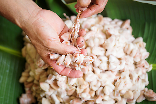 포토 JPG 해외이미지 나무 식물 직업 손 남자 산업 음식 농업 과일 재료 자연 콩 종류 요리 사람 사람없음 농작물 갈색 쌓기 정원 초콜릿 수확 신선 잡기 오픈 맛 자르기 오브젝트 날것 아로마 팔 코코아 내추럴 꼬투리 숙성 이국적 카카오 해외202008 해외포토 음료 컬러 컨셉 모션 디저트 곡류 신체부위 생태계 파일형식