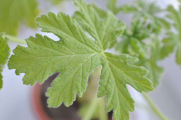 포토 JPG 해외이미지 식물 꽃 백그라운드 잎 패턴 자연 사람없음 장식 초록색 성장 신선 질감 내추럴 해외202008 해외포토 컬러 무늬 생태계 파일형식
