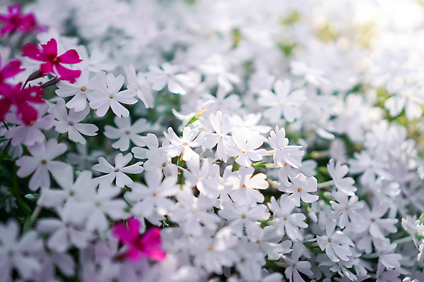 포토 JPG 해외이미지 식물 디자인 계절 꽃잎 꽃 행복 분홍색 백그라운드 잎 꽃무늬 밭 일러스트 텍스트 자연 벽지 추상 휴가 사람없음 야외 장식 초록색 여름 파란색 빛 컬러풀 라벨 정원 보라색 봄 활발 벚꽃 흰색 축하 인사 신용카드 개화 질감 엽서 부드러움 라벤더 내추럴 블러 해외202008 해외포토 감정 컬러 컨셉 무늬 농업 프레임 금융 예절 감각 편지 허브 생태계 파일형식