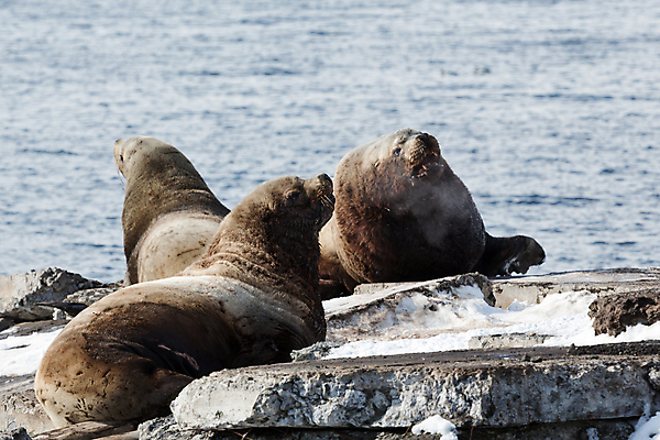 포토 JPG 해외이미지 동물 파도 바다 여행 포유류 자연 휴가 풍경 사람없음 야외 물 환경 맑음 만 입 그룹 사자 물개 피부 콧수염 코 러시아 육식동물 북쪽 멀리 동쪽 흐림 내추럴 동물상 러시아인 생태학 해외202008 해외포토 자연요소 서양인 교육 유럽 날씨 수염 신체부위 조형물 바다동물 방향 생태계 파일형식