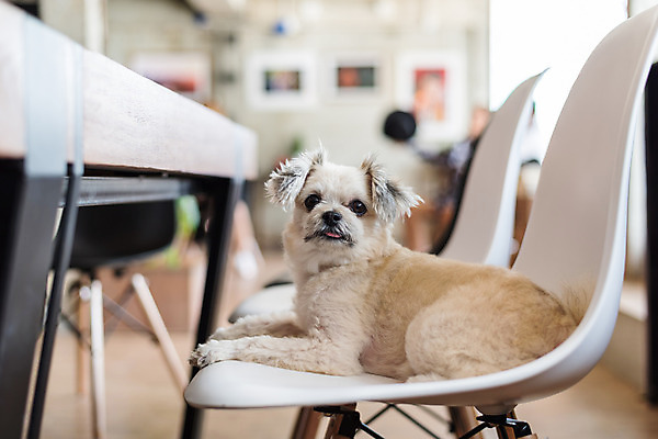 포토 JPG 해외이미지 한마리 여행 의자 실내 앉기 사람없음 아웃포커스 반려동물 개 해외202008 해외포토 동물 1 가구 포유류 모션 촬영기법 내부 파일형식