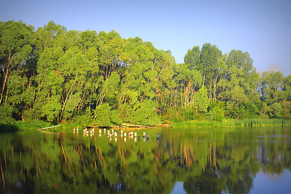 포토 JPG 해외이미지 나무 계절 공원 호수 백그라운드 자연 하늘 아침 풍경 사람없음 야외 목재 초록색 물 여름 파란색 강 컬러풀 햇빛 반사 숲 내추럴 해외202008 해외포토 주간 자연요소 식물 공공시설 컬러 재료 태양 생태계 파일형식