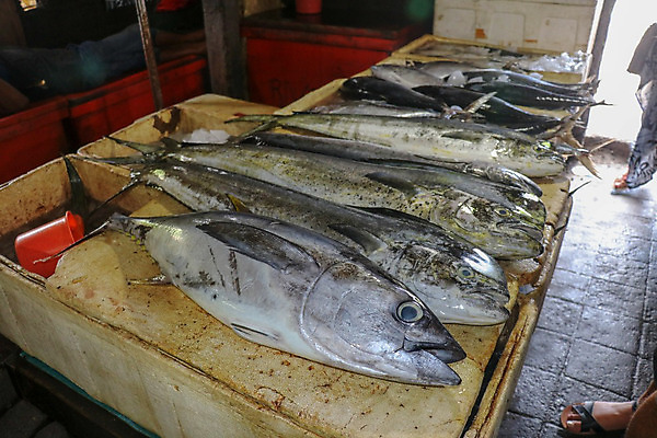 포토 JPG 해외이미지 동물 음식 바다 백그라운드 일러스트 재료 자연 낚시 건강 어류 요리 사람없음 저녁식사 신선 입 시장 시원함 스케치 참치 먹기 해산물 준비 날것 도미 연어 어장 매각 베이스 캐비아 유일 맛있는 해외202008 해외포토 식재료 모션 현악기 레저 미술 신체부위 식사 수중동물 생태계 파일형식