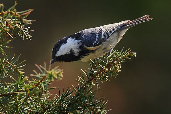 포토 JPG 해외이미지 나무 동물 야생동물 백그라운드 단풍 크리스마스 날개 노래 자연 조류 옥수수 사람없음 야외 옆모습 가로 초록색 컬러풀 환경 검은색 봄 가을 흰색 나뭇가지 소나무 숲 작음 깃털 호기심 생물학 부리 장면 서식지 대패 동물상 석탄 수유 해외202008 해외포토 식물 계절 교육 기념일 감정 음악 뷰포인트 컬러 컨셉 잎 곡류 조형물 크기 생태계 파일형식