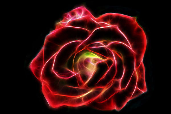 포토 JPG 해외이미지 모양 디자인 꽃 선 백그라운드 곡선 일러스트 벽지 추상 미래 발렌타인데이 사랑 미술 사람없음 그래픽 장식 빨간색 빛 장미 디지털 검은색 질감 철사 기하학 망사 멀티 엘리먼트 오해 스타일 효과 해외202008 해외포토 식물 감정 컬러 컨셉 무늬 데이이벤트 문화예술 직물 파일형식