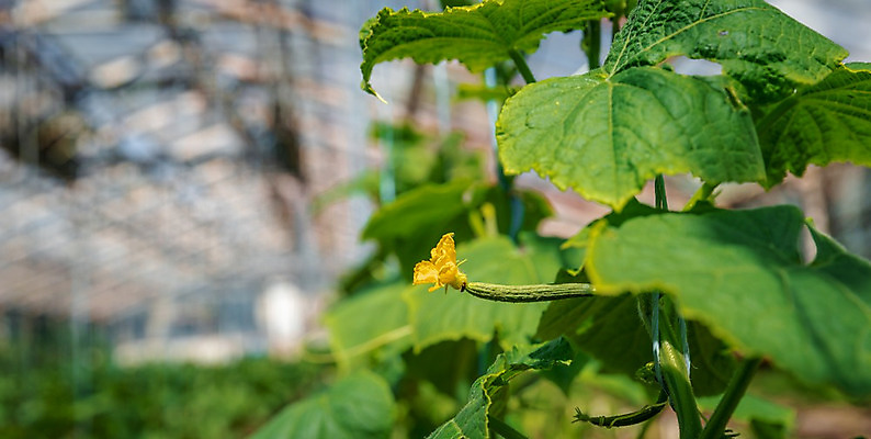 포토 JPG 해외이미지 식물 계절 꽃 음식 줄기 꽃무늬 밭 농업 채소 재료 자연 오이 건강 사람없음 초록색 농작물 농장 노란색 정원 봄 수확 성장 벚꽃 나뭇가지 시골 신선 작음 먹기 유기농 원예 날것 내추럴 밭일 온실 채식주의자 세련 해외202008 해외포토 나무 웰빙 산업 컬러 무늬 모션 취미 크기 생태계 채식 파일형식