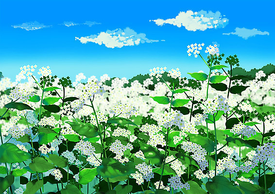 PSD 구름 꽃밭 일러스트 자연 하늘 풍경 사람없음 감성 메밀꽃 메밀밭 국내일러스트 자연요소 꽃 컨셉 밭 생태계 파일형식