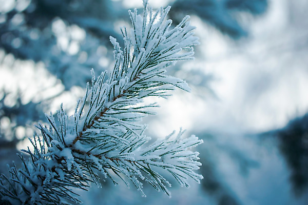 포토 JPG 해외이미지 나무 계절 백그라운드 겨울 사람없음 초록색 얼음 추위 흰색 나뭇가지 온도 눈보라 폭설 눈내림 가문비나무 해외202008 해외포토 자연요소 식물 컬러 눈_날씨 자연재해 파일형식