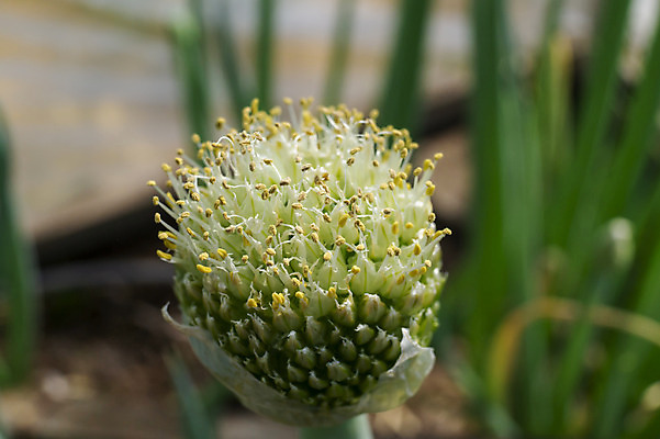 포토 JPG 해외이미지 식물 계절 꽃잎 꽃 음식 줄기 백그라운드 잎 농업 채소 전구 공 자연 양파 씨앗 사람없음 장식 초록색 여름 새싹 정원 봄 펼침 성장 벚꽃 흰색 신선 개화 허브 향신료 유기농 원예 내추럴 영원 해외202008 해외포토 웰빙 산업 컬러 모션 취미 생태계 향미료 파일형식