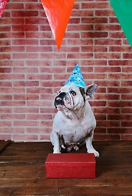 포토 JPG 해외이미지 동물 기념일 백그라운드 휴가 선물 성인 사람없음 반려동물 파티 분노 짜증 흰색 생일 유머 개 해외202008 해외포토 감정 컬러 포유류 사람 이벤트 파일형식