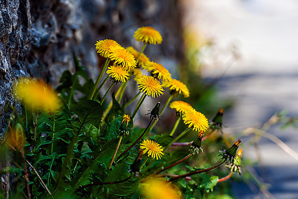 포토 JPG 해외이미지 식물 계절 꽃잎 꽃 꽃다발 백그라운드 꽃무늬 밭 자연 풍경 잔디 초원 사람없음 야외 초록색 컬러풀 햇빛 태양 노란색 머리 정원 맑음 봄 활발 들꽃 벚꽃 신선 개화 민들레 다발 허브 장면 내추럴 해외202008 해외포토 자연요소 컬러 컨셉 무늬 농업 날씨 신체부위 생태계 파일형식