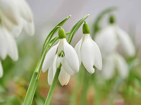 포토 JPG 해외이미지 꽃 잎 사람없음 아웃포커스 낭만 개화 소프트포커스 스노드롭 해외202008 해외포토 식물 컨셉 촬영기법 파일형식
