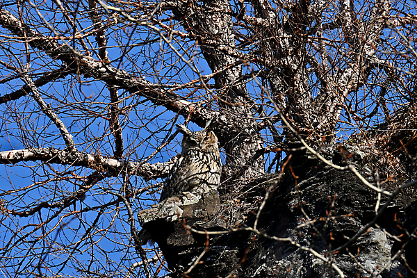 포토 JPG 해외이미지 동물 조류 사람없음 육식동물 부엉이 사냥꾼 해외202008 해외포토 직업 파일형식