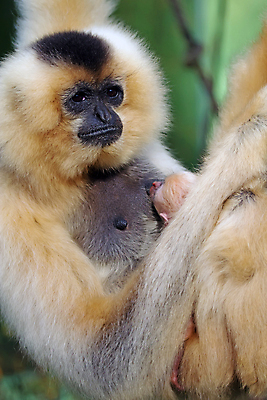 포토 JPG 해외이미지 동물 여자 얼굴 야생동물 백그라운드 포유류 청소년 태국 자연 털 동물원 종류 사람없음 검은색 흰색 원숭이 표현 아기 입 작음 인도네시아 멸종 유인원 원시시대 말레이시아 배려 특별함 해외202008 해외포토 아시아 컬러 컨셉 사람 신체부위 역사 크기 생태계 파일형식