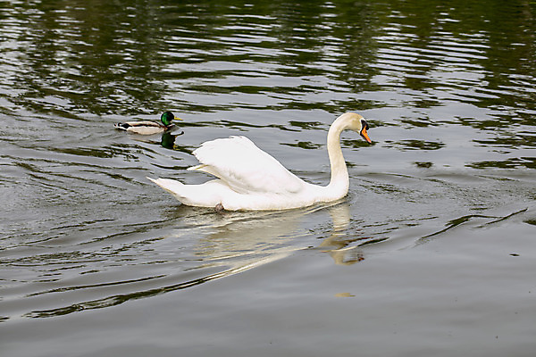 포토 JPG 해외이미지 동물 1 실루엣 호수 야생동물 백그라운드 신체 날개 자연 조류 하늘 오리 함께함 미술 풍경 사람없음 야외 초록색 물 파란색 빛 강 우주 검은색 수영 흰색 연못 그룹 군중 깃털 부리 백조 물새 청둥오리 수유 해외202008 해외포토 자연요소 컬러 컨셉 문화예술 촬영기법 사람 수상스포츠 생태계 파일형식