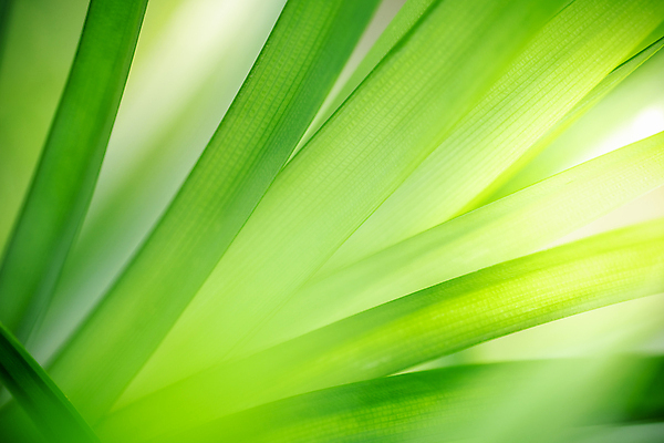 포토 JPG 해외이미지 나무 식물 계절 백그라운드 컨셉 잎 패턴 자연 벽지 추상 잔디 사람없음 초록색 여름 빛 컬러풀 햇빛 태양 우주 환경 정원 맑음 봄 성장 신선 숲 질감 보케 부드러움 내추럴 블러 생태학 카피스페이스 그리너리 효과 해외202008 해외포토 자연요소 교육 컬러 무늬 날씨 공백 감각 생태계 파일형식 트랜드컬러