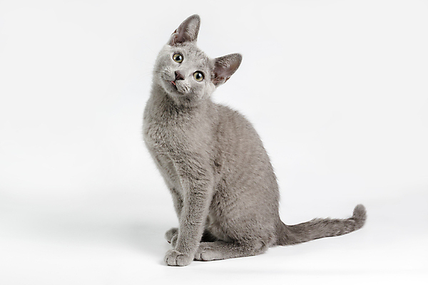 포토 JPG 해외이미지 동물 응시 백그라운드 장난 포유류 털 사람없음 초록색 파란색 반려동물 고양이 회색 흰색 우아함 은색 작음 꼬리 솜털 고립 기르기 단아함 러시아인 해외202008 해외포토 서양인 시선 컬러 컨셉 크기 돌봄 파일형식