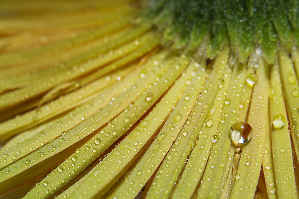 포토 JPG 해외이미지 꽃잎 꽃 분홍색 백그라운드 사람없음 물 물방울 떨어짐 해외202008 해외포토 자연요소 식물 컬러 컨셉 파일형식