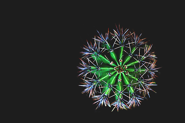 포토 JPG 해외이미지 식물 백그라운드 자연 추상 선인장 사람없음 초록색 검은색 못 가시 정상 내추럴 고립 엘리먼트 해외202008 해외포토 컬러 무늬 공구 생태계 파일형식