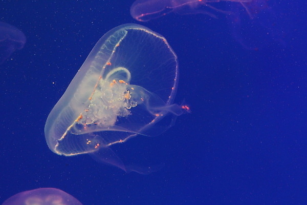 포토 JPG 해외이미지 모양 동물 야생동물 바다 백그라운드 자연 생물 사람없음 물 파란색 빛 수중 수영 어둠 투명 위험 수족관 젤리 광 깊이 해외202008 해외포토 자연요소 컬러 컨셉 디저트 수상스포츠 생태계 파일형식