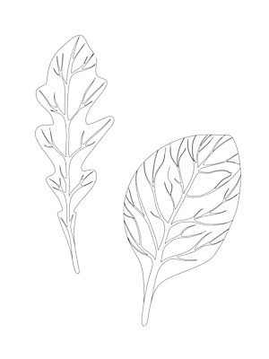 EPS 해외이미지 식물 손 디자인 선 음식 백그라운드 잎 농업 다이어트 채소 일러스트 재료 자연 건강 요리 미술 그래픽 초록색 세트 주방 정원 검은색 샐러드 로켓 흰색 신선 양념 시장 허브 향신료 오브젝트 그림 유기농 날것 윤곽 시금치 판화 내추럴 고립 루꼴라 엘리먼트 채식주의자 해외202008 해외일러스트 웰빙 산업 컬러 문화예술 신체부위 생태계 채식 향미료 파일형식 벡터