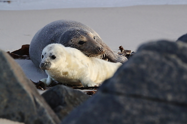 포토 JPG 해외이미지 동물 유럽 야생동물 새끼 바다 섬 포유류 자연 털 독일 사랑 해변 사람없음 야외 귀여움 환경 회색 코트 흰색 아기 신생아 보호 물개 모래언덕 북쪽 멸종 대서양 생태학 해외202008 약함 해외포토 교육 감정 나라 컬러 컨셉 사람 바다동물 외투 방향 언덕 생태계 파일형식