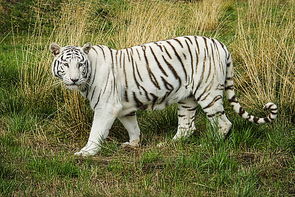 포토 JPG 해외이미지 동물 응시 아시아 얼굴 야생동물 백그라운드 패턴 포유류 자연 수염 털 동물원 동양인 사람없음 머리 검은색 고양이 힘 줄무늬 에너지 흰색 호랑이 우아함 위험 큼 인도인 육식동물 사냥꾼 멸종 해외202008 해외포토 외국인 직업 시선 나라 컬러 컨셉 무늬 인종 신체부위 반려동물 크기 생태계 파일형식