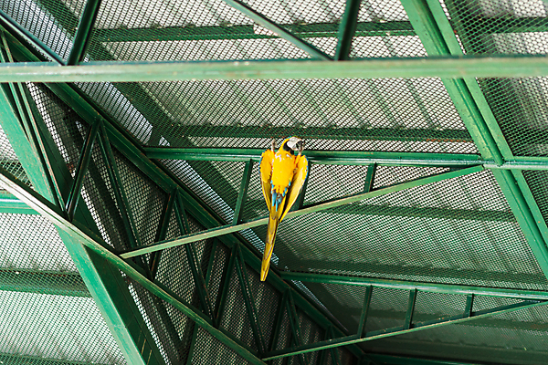 포토 JPG 해외이미지 동물 조류 동물원 사람없음 앵무새 해외202008 해외포토 파일형식