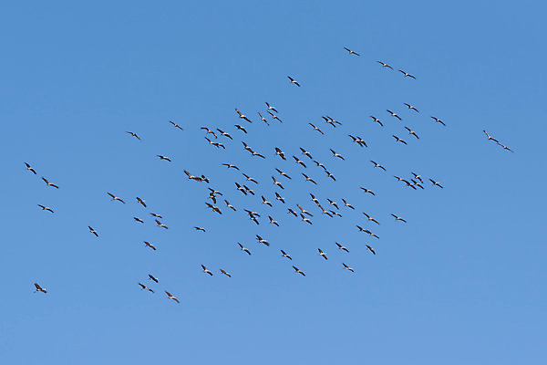 포토 JPG 해외이미지 동물 야생동물 밭 자연 조류 하늘 왕관 산 사람없음 야외 물 파란색 컬러풀 노란색 회색 덮개 흰색 비행 연못 우아함 둥지 큼 깃털 꼬리 부리 목 서식지 창백 민물 콜로라도 해외202008 해외포토 자연요소 컬러 컨셉 농업 신체부위 미국 뚜껑 크기 생태계 파일형식