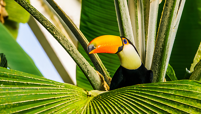 포토 JPG 해외이미지 동물 얼굴 오렌지 조류 동물원 종류 사람없음 반려동물 컬러풀 머리 검은색 미국 흰색 숲 큼 깃털 부리 브라질 거인 계산서 강렬 아마존 이국적 인기 브라질사람 해외202008 해외포토 컬러 북아메리카 과일 신체부위 남아메리카 크기 파일형식