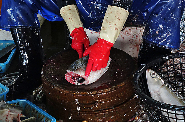 포토 JPG 해외이미지 음식 장갑 도마 부츠 저울 어류 사람없음 젖음 신선 혈액 시장 청소 대만 해산물 날것 위생관리 해외202008 해외포토 잡화 아시아 신발 주방용품 관리 수중동물 파일형식