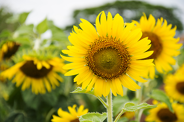 포토 JPG 해외이미지 모양 나무 꽃 도로 백그라운드 밭 농업 하늘 날씨 추상 풍경 초원 사람없음 야외 초록색 농작물 농장 노란색 평화 맑음 시골 신선 땅 밀 보리 기하학 밭일 트란실바니아 파스텔톤 해외202008 해외포토 식물 산업 길 컬러 컨셉 무늬 교통시설 곡류 루마니아 파일형식