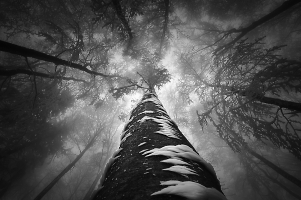 포토 JPG 해외이미지 나무 식물 계절 공원 실루엣 백그라운드 겨울 자연 하늘 날씨 왕관 흑백 풍경 사람없음 야외 목재 가로 환경 얼음 추위 안개 성장 나뭇가지 전원 시골 그룹 정상 숲 큼 장면 나무껍질 내추럴 뿌연 해외202008 해외포토 자연요소 공공시설 재료 촬영기법 껍질 전기에너지 크기 생태계 파일형식