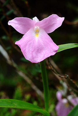 포토 JPG 해외이미지 식물 꽃 분홍색 잎 밭 농업 태국 자연 휴식 산 풍경 사람없음 야외 초록색 농작물 농경지 평화 농사 침묵 황혼 일몰 시골 신선 저녁 낟알 땅 시리얼 라오스 내추럴 땅바닥 밭일 법정 스모그 안뜰 해외202008 해외포토 산업 아시아 음식 컬러 컨셉 바닥 농장 노을 소리 야간 생태계 파일형식