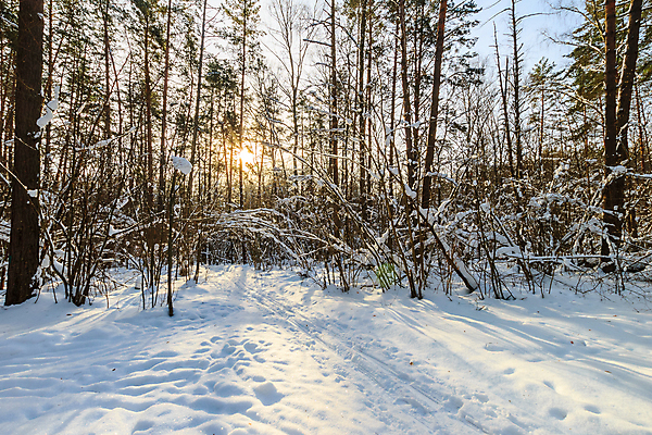 포토 JPG 해외이미지 나무 계절 여행 백그라운드 크리스마스 겨울 패턴 자연 하늘 휴가 파노라마 풍경 사람없음 야외 빛 햇빛 일출 냉동 얼음 일몰 봄 추위 덮개 가을 흰색 신선 소나무 저녁 숲 12월 11월 서리 장면 1월 내추럴 2월 선로 해외202008 해외포토 자연요소 식물 기념일 컬러 무늬 촬영기법 태양 노을 뚜껑 날짜 야간 생태계 파일형식