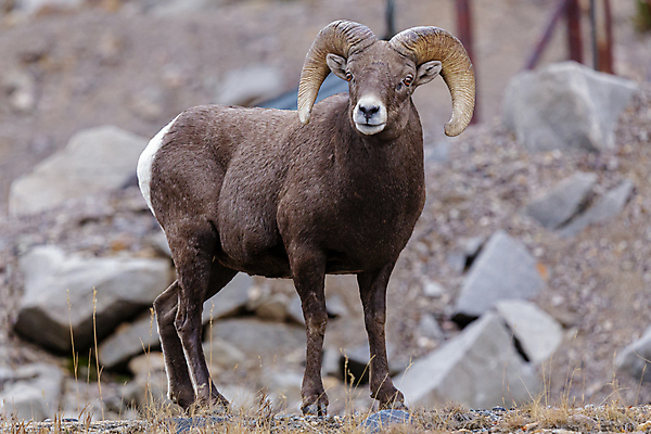 포토 JPG 해외이미지 여자 남자 야생동물 어린이 모래 겨울 포유류 자연 털 뿔 사람없음 빛 태양 힘 가을 붓 양 뜨거움 소 군중 바퀴자국 냄새 암초 송아지 램 어려움 옛날 콜로라도 해외202008 해외포토 자연요소 동물 계절 새끼 자국 사람 미국 생태계 파일형식
