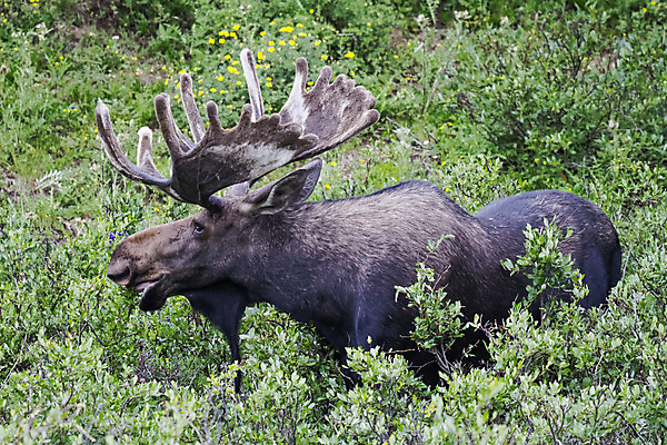 포토 JPG 해외이미지 동물 호수 야생동물 포유류 자연 산 털 종류 사람없음 초록색 물 갈색 어둠 코트 종 흰색 소나무 소 습지 군중 숲 위험 큼 시원함 속눈썹 버드나무 황소 코 귀 무거움 주둥이 콜로라도 벨벳 해외202008 해외포토 자연요소 나무 컬러 컨셉 사람 신체부위 미국 외투 무게 크기 실크 눈썹 생태계 파일형식