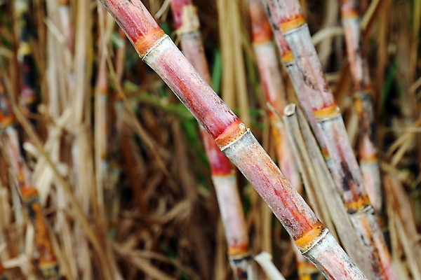 포토 JPG 해외이미지 나무 식물 산업 문화 선 음식 줄기 백그라운드 잎 밭 농업 과일 자연 지팡이 풍경 사람없음 초록색 여름 농장 농경지 환경 주스 에너지 수확 성장 시골 신선 달콤 땅 설탕 유기농 날것 연료 내추럴 바이오 밭일 줄서기 사탕수수 해외202008 해외포토 웰빙 계절 음료 컬러 모션 맛 생태계 파일형식