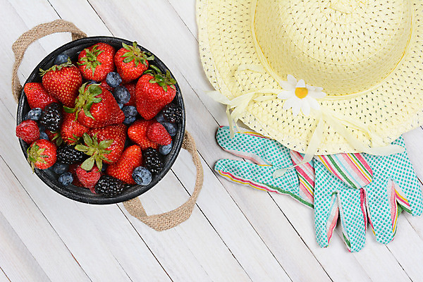포토 JPG 해외이미지 장갑 탁자 딸기 사람없음 하이앵글 바구니 수확 담기 블루베리 산딸기 블랙베리 해외202008 해외포토 잡화 뷰포인트 가구 농업 과일 모션 파일형식