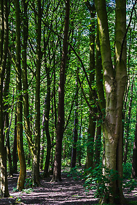 포토 JPG 해외이미지 나무 구름 꽃 길 야생동물 분홍색 여행 밭 자국 자연 하늘 영국 잉글랜드 따뜻함 사람없음 야외 초록색 여름 파란색 울타리 컬러풀 햇빛 태양 걷기 맑음 보라색 봄 하이킹 벚꽃 나뭇가지 시골 숲 큼 오솔길 요크셔테리어 내추럴 삼림지대 해외202008 해외포토 자연요소 식물 동물 계절 유럽 컬러 농업 모션 레저 날씨 담장 크기 테리어 생태계 파일형식