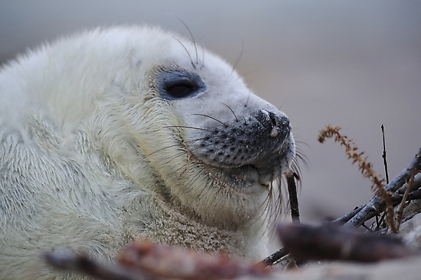 포토 JPG 해외이미지 동물 유럽 야생동물 새끼 바다 섬 포유류 자연 털 독일 사랑 해변 사람없음 야외 귀여움 환경 회색 코트 흰색 아기 신생아 보호 물개 모래언덕 북쪽 멸종 대서양 생태학 해외202008 약함 해외포토 교육 감정 나라 컬러 컨셉 사람 바다동물 외투 방향 언덕 생태계 파일형식