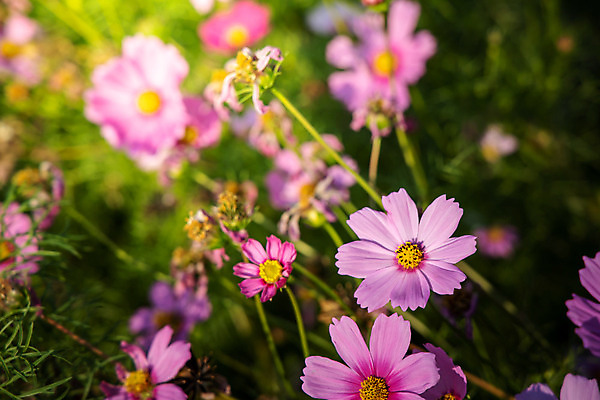 포토 JPG 해외이미지 식물 계절 공원 꽃 아시아 백그라운드 잎 꽃무늬 밭 농업 자연 풍경 초원 사람없음 야외 초록색 여름 컬러풀 환경 정원 봄 활발 벚꽃 시골 신선 개화 싱글 코스모스 데이지 부드러움 내추럴 해외202008 해외포토 공공시설 나라 산업 컬러 컨셉 무늬 감각 생태계 파일형식